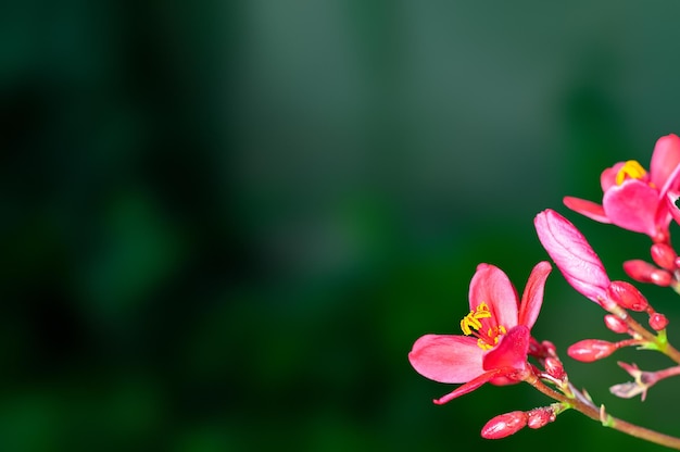 Belles fleurs roses et bourgeons sur une plante