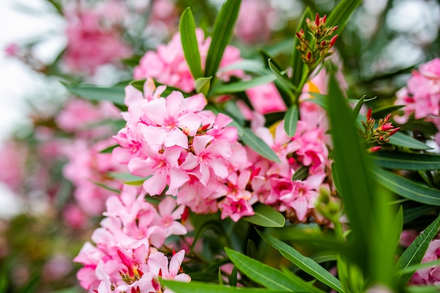 Belles fleurs roses sur la branche verte dans le parc de l'été