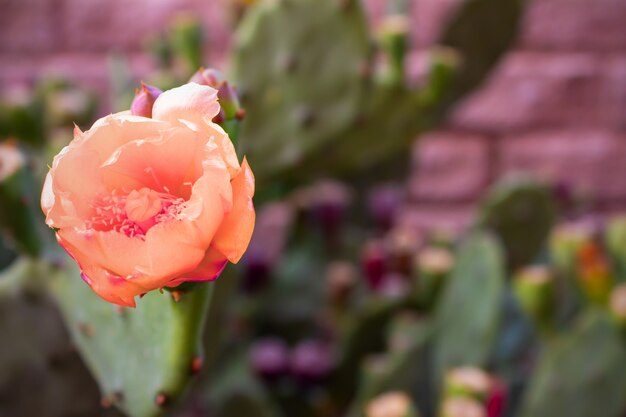 Belles fleurs roses d'un cactus épineux