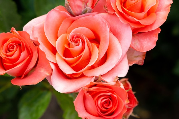 Belles fleurs roses colorées corail