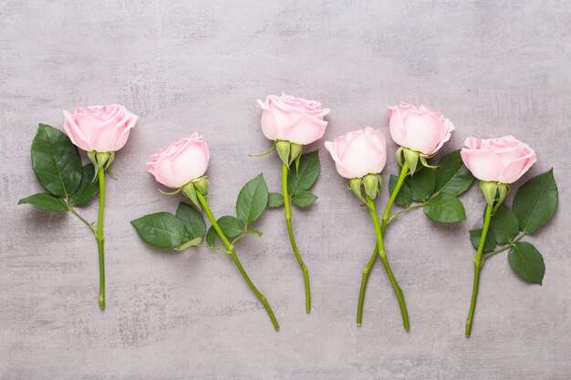 Belles fleurs roses colorées