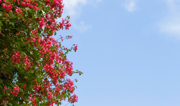 Belles fleurs roses contre le ciel bleu