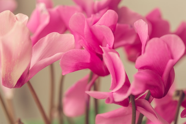 belles fleurs roses dans le jardin avec bokeh de printemps