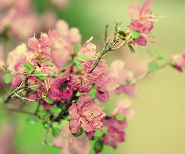 belles fleurs roses dans le jardin