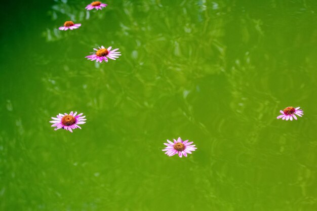 Belles fleurs roses dans la piscine à la surface de l'eau lors de la cérémonie de baptême