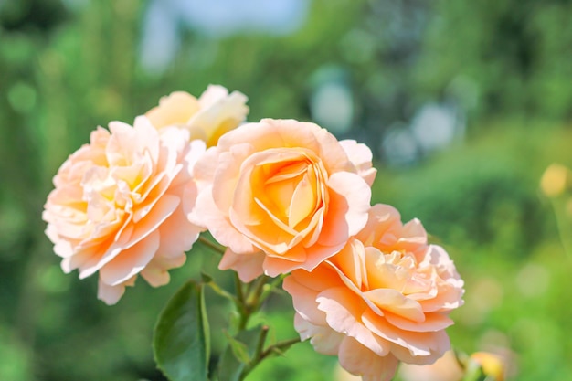 De belles fleurs de roses délicates dans le jardin