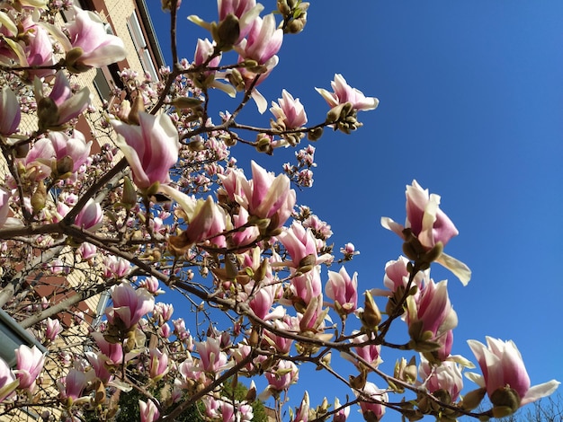 Belles fleurs roses épanouies et bourgeons de magnolia sur des branches sans feuilles Ciel bleu et lumière du soleil Faire-part de mariage ou carte de voeux à partir du 8 mars Le début du printemps Pétales blancs délicats