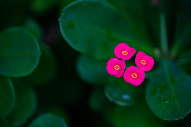 Belles fleurs roses en été printemps nature à l'extérieur contre la macro de plante verte floue paisible