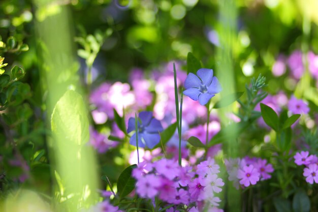 Belles fleurs roses en fleurs gros plan Fleurs roses phlox dans le jardin