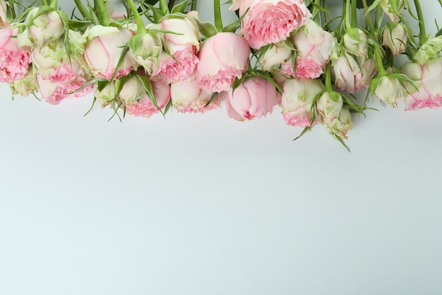 Belles fleurs roses isolés sur fond blanc