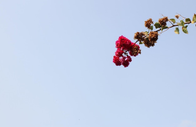 Belles fleurs roses planant haut dans le ciel bleu