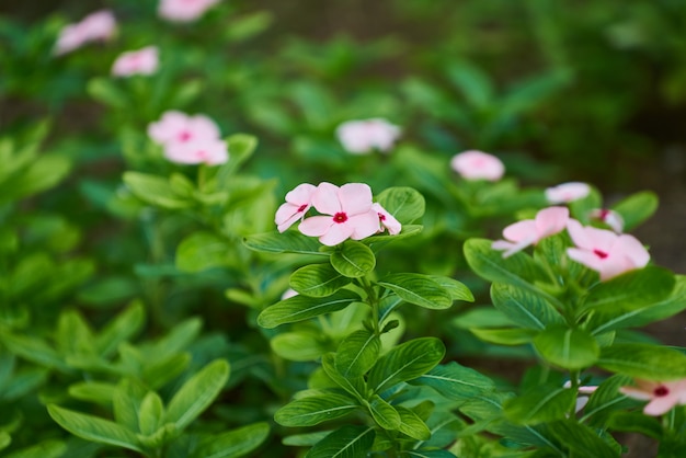 Belles fleurs roses et plante verte