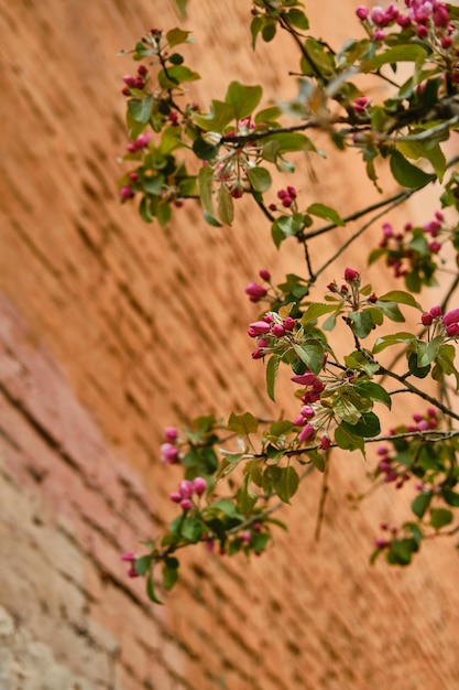 Belles fleurs roses de pommier sur mur rouge brique bokeh fond naturel vert