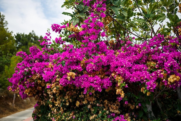 Belles fleurs roses poussant sur les buissons en plein air