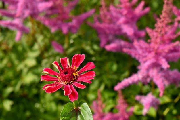 de belles fleurs roses poussent dans le jardin