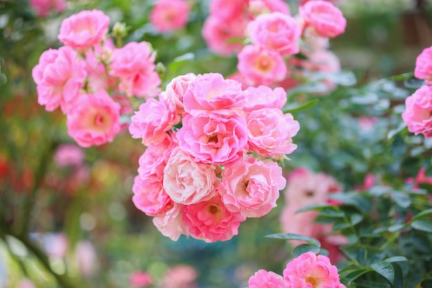 Belles fleurs roses roses dans le jardin