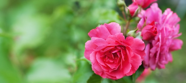 Belles fleurs roses roses sur fond clair flou. Fond floral de printemps avec espace de copie pour le texte