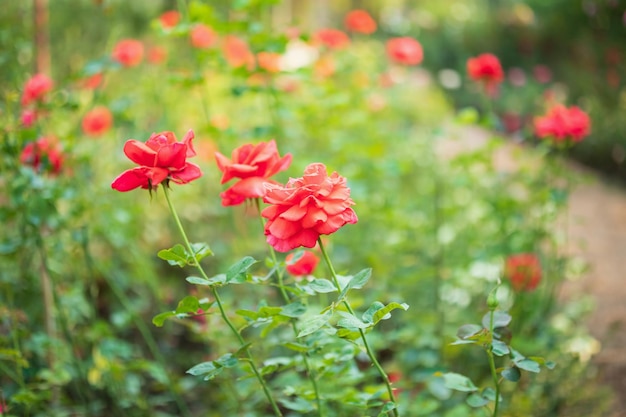 Belles fleurs roses rouges dans le jardin