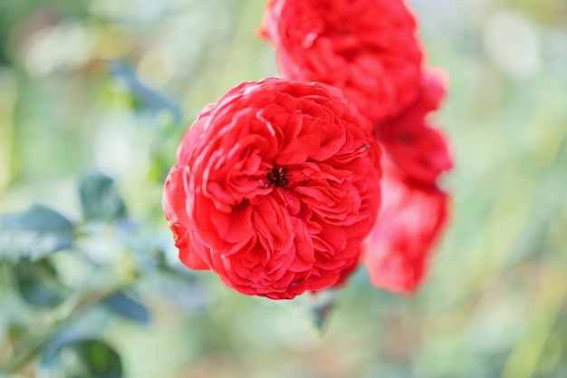 Belles fleurs roses rouges dans le jardin