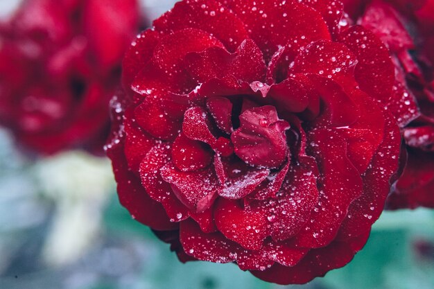 Belles fleurs roses rouges avec des gouttes après la pluie en été.