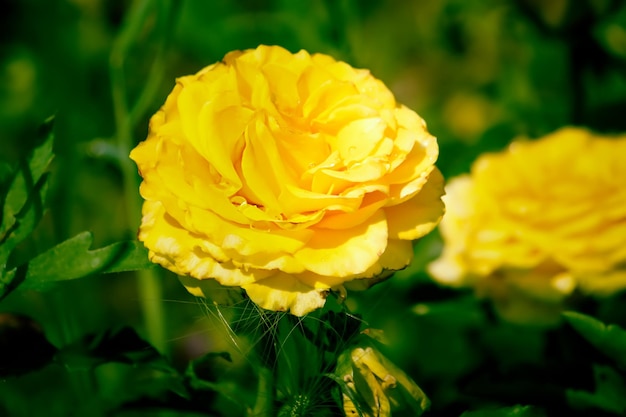 Belles fleurs roses se bouchent