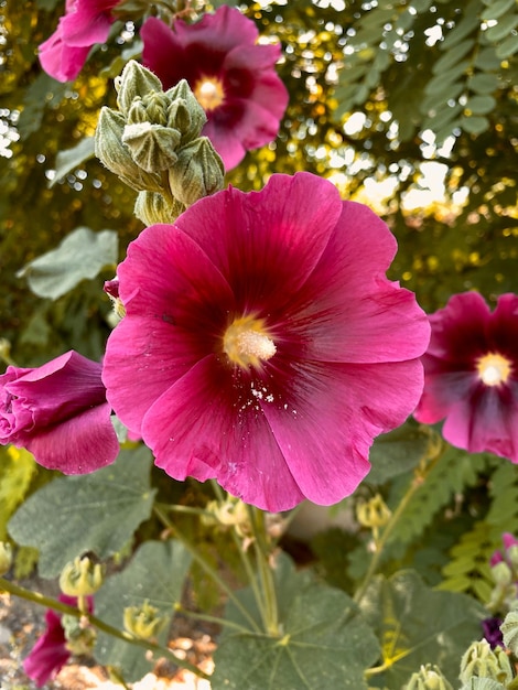 Belles fleurs roses trémières dans le jardin d'été