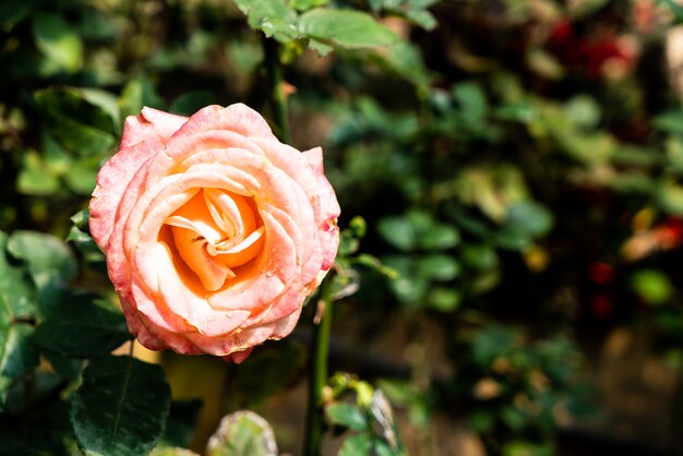 belles fleurs roses