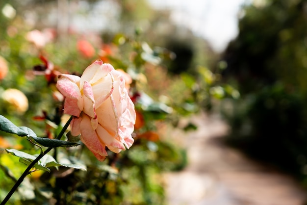 belles fleurs roses