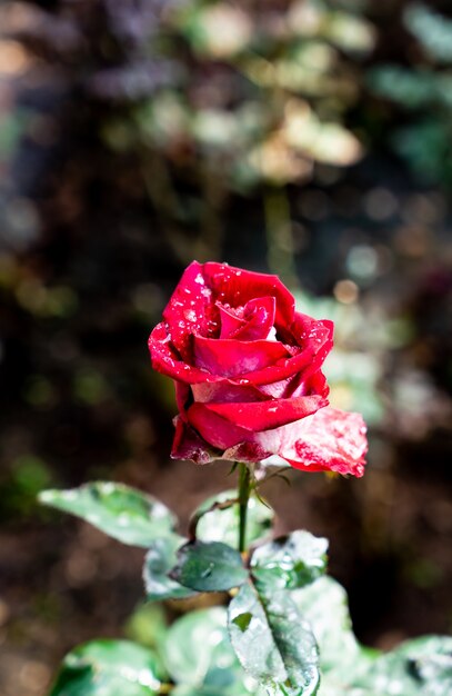 belles fleurs roses