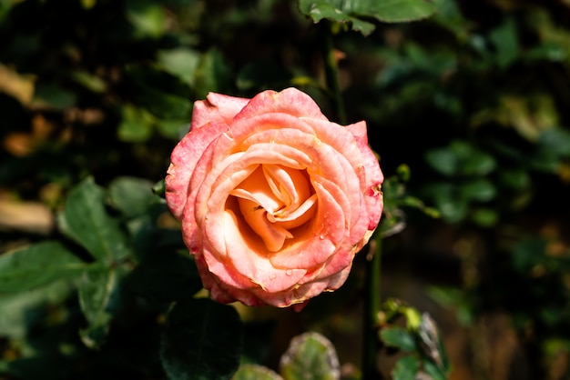 belles fleurs roses