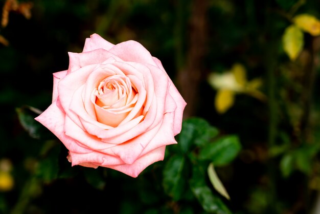 belles fleurs roses