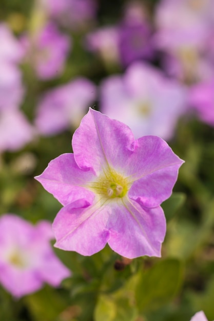 Belles fleurs roses