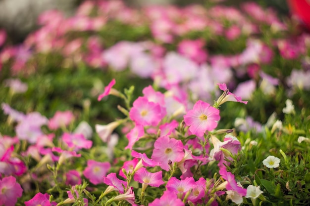 Belles fleurs roses