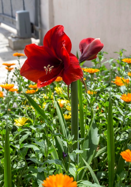 Belles fleurs rouges d'amaryllis dans le parterre de fleurs