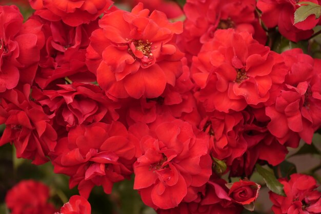 Photo de belles fleurs rouges colorées à proximité un motif floral lumineux à l'arrière-plan une floraison abondante