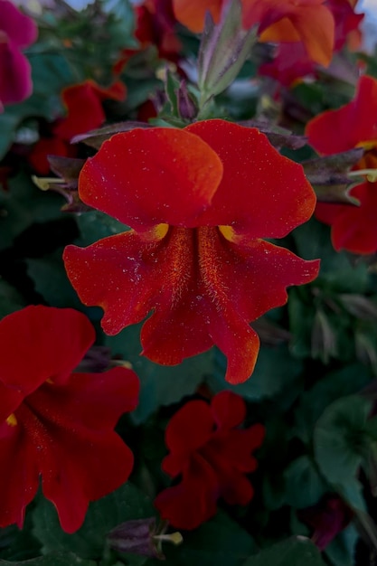 Belles fleurs rouges dans le jardin