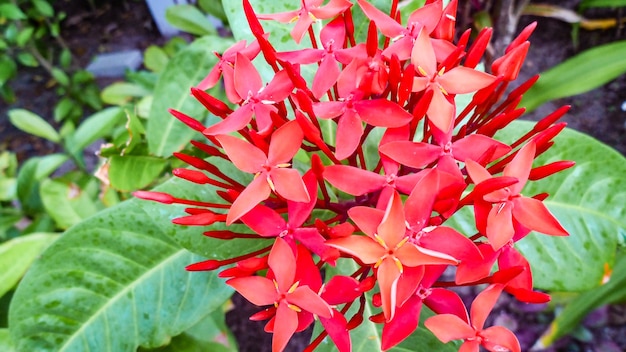 Belles fleurs rouges d'Ixora aux Maldives.