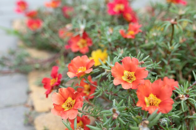 Belles fleurs rouges Portulaca oleraceae dans un jardin