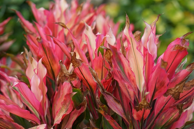 Belles fleurs rouges et roses dans le parc