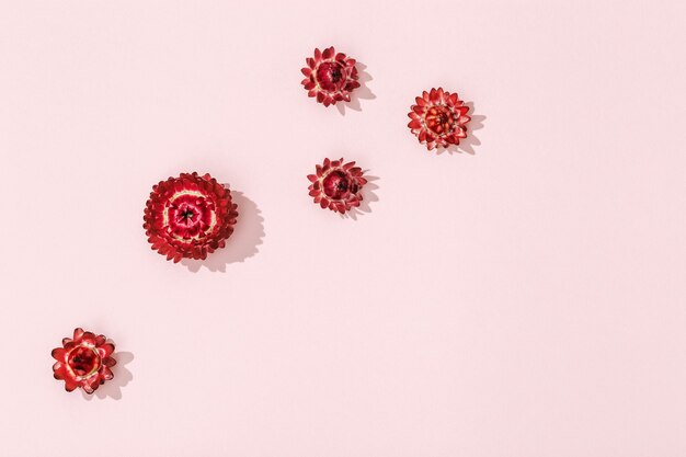 Belles fleurs rouges séchées, petites fleurs sur rose tendre