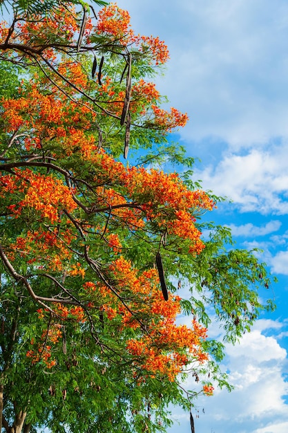 Photo de belles fleurs rouges tropicales royal poinciana ou the flame tree delonix regia en thaïlande sur le bleu