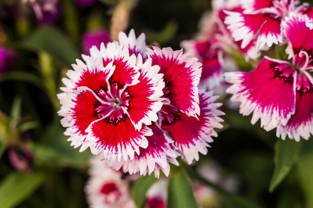 Belles fleurs rouges