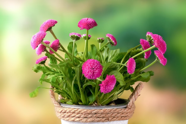 Photo belles fleurs de saison petites marguerites vivaces dans un pot sur une table sur un fond naturel