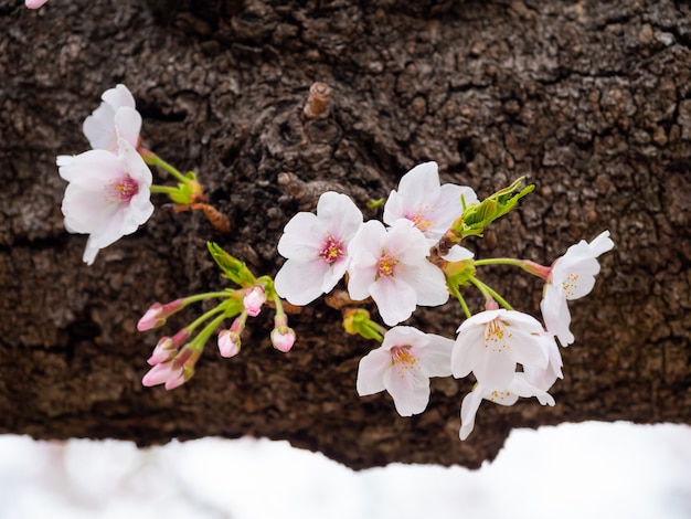 Belles fleurs de sakura au printemps