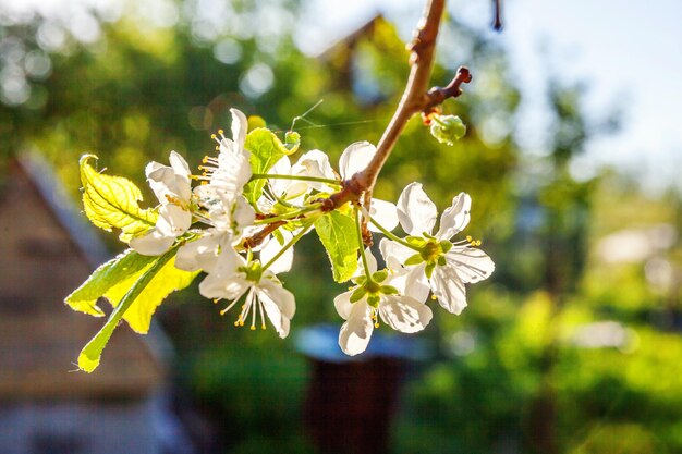 Belles fleurs de sakura de fleurs de cerisier blanches sur fond de printemps avec cerisier en fleurs i ...