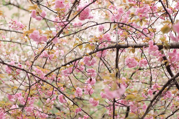 Belles fleurs de Sakura pleine fleur, Kyoto, Japon