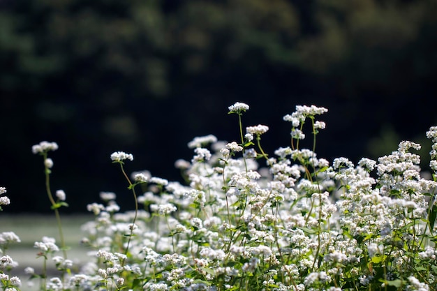 Les belles fleurs de sarrasin dans le champ