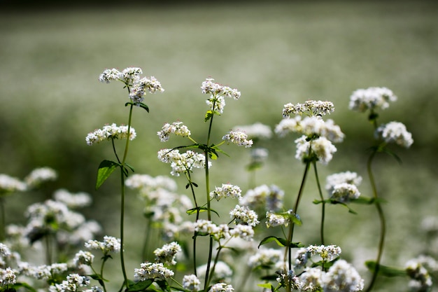 Les belles fleurs de sarrasin dans le champ