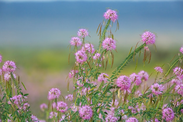 Belles fleurs sauvages en arizona