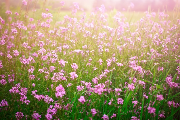 Belles fleurs sauvages dans l&#39;herbe verte.